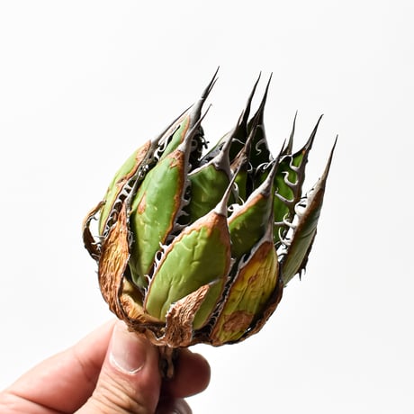 アガベ 精品ホリダ "精品狂刺霍利達"【台湾 dragon agave産/中株/抜き苗】C135