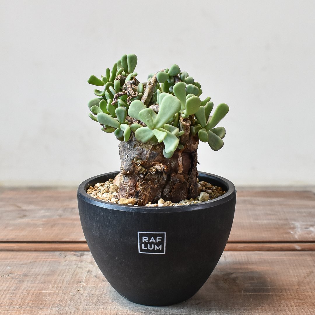 銀*k様 【発根済・美株】ケラリア・ピグマエア/プラ鉢にて発送 ケラリア ピグマエア 【発根済】S | RAFLUM / ラフラム｜東京