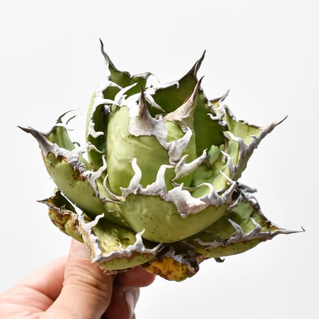アガベ チタノタ 精品老シーザー / 精品老凱撒【台湾 dragon agave産/中株/抜き苗】J RF25011502