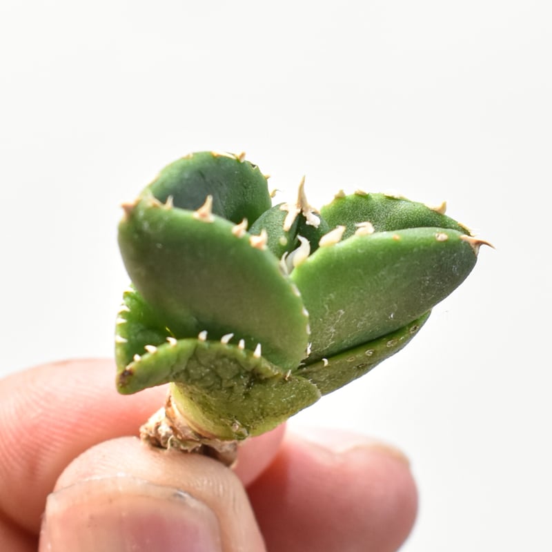 アガベ チタノタ 