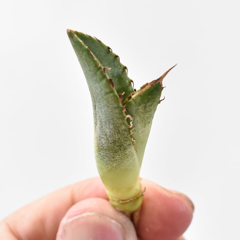 アガべ チタノタ 