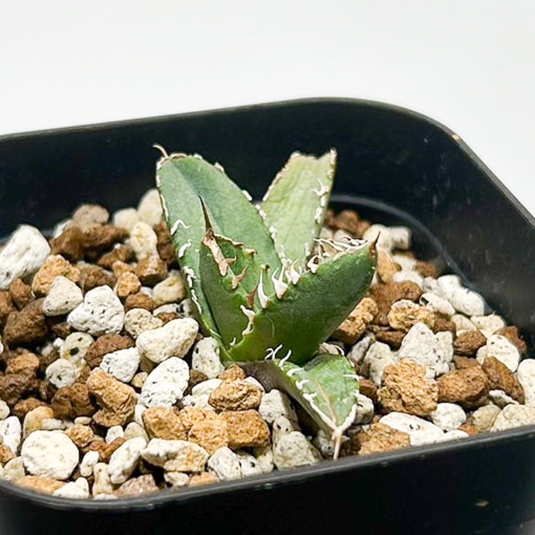 アガベ チタノタ 