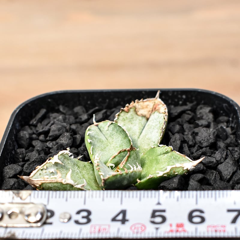 【発根済】アガベ チタノタ 星空 shihao産 アガベ チタノタ Shi-hao 