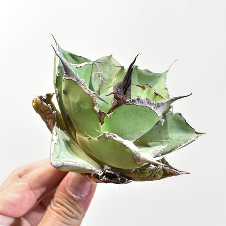 CATEGORY アガベ チタノタ 黒豹 | RAFLUM / ラフラム｜東京、大阪の