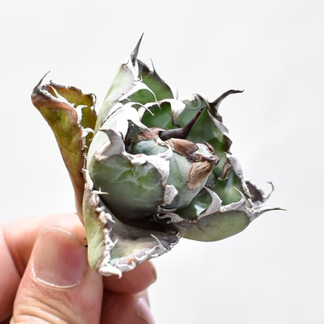 【RAFLUM特選株】アガベ チタノタ ブラックアンドブルー / BB 精品藍球 【台湾 dragon agave産/抜き苗/子株】E02 DG25010444(T)
