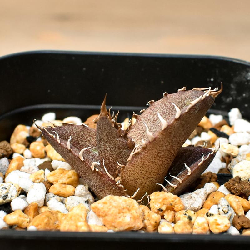 RAFLUM育成株 5個セット】アガベ Mexico oteroi seeding / オテ