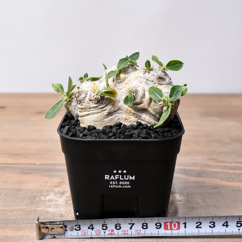 【クァンシ様】パキポディウムブレビカウレ 恵比寿笑 パキポディウム ブレビカウレ 