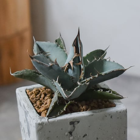 アガベ チタノタ ホワイト【白肌】RF22778