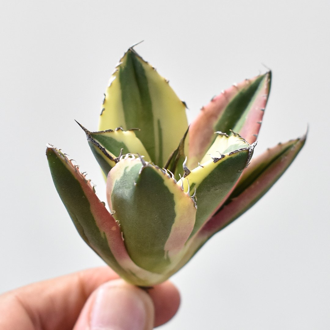 アガベ チタノタ スナグルトゥース 