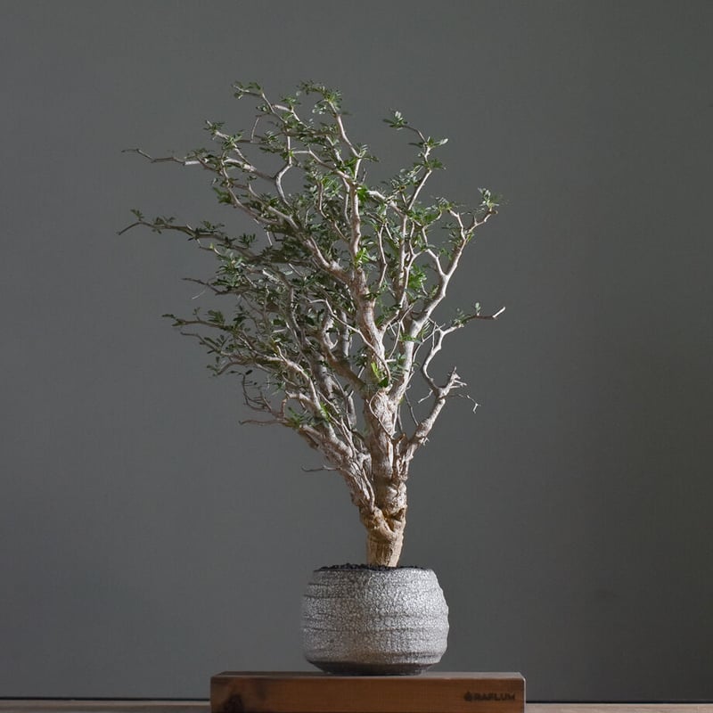 センナ メリディオナリス 中型株【市場価値も高騰中！！盆栽の