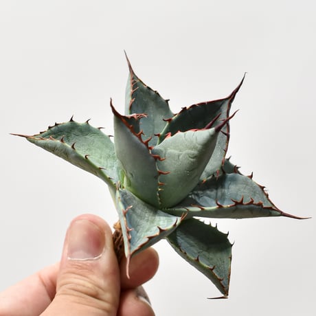 アガベ ハイブリット 曙光 ×（パラサナ、イシスメンシス）【台湾botanical_seeker産】I RF25011580