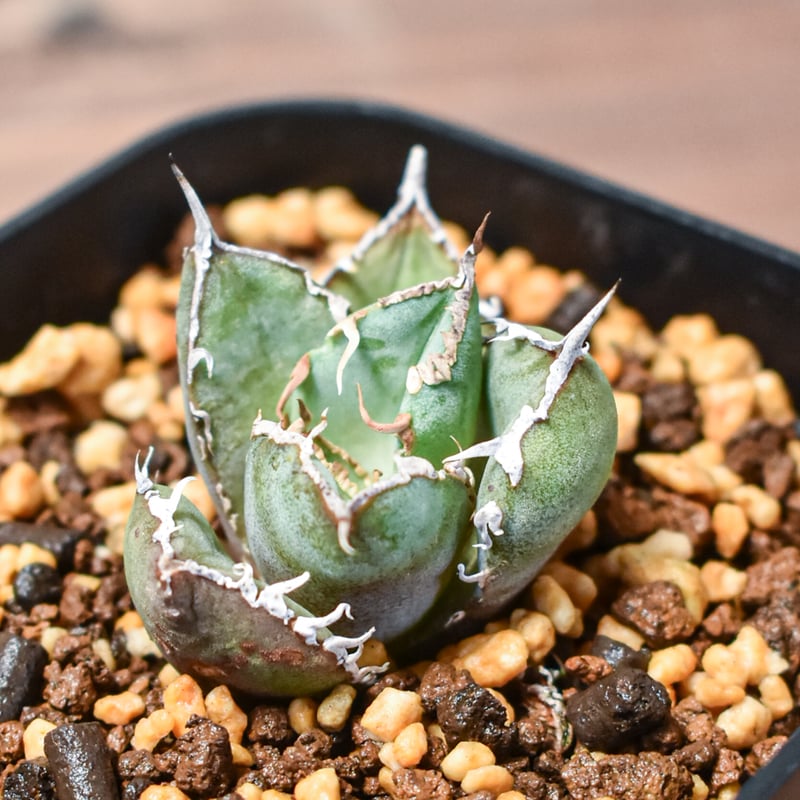 アガベ チタノタ 