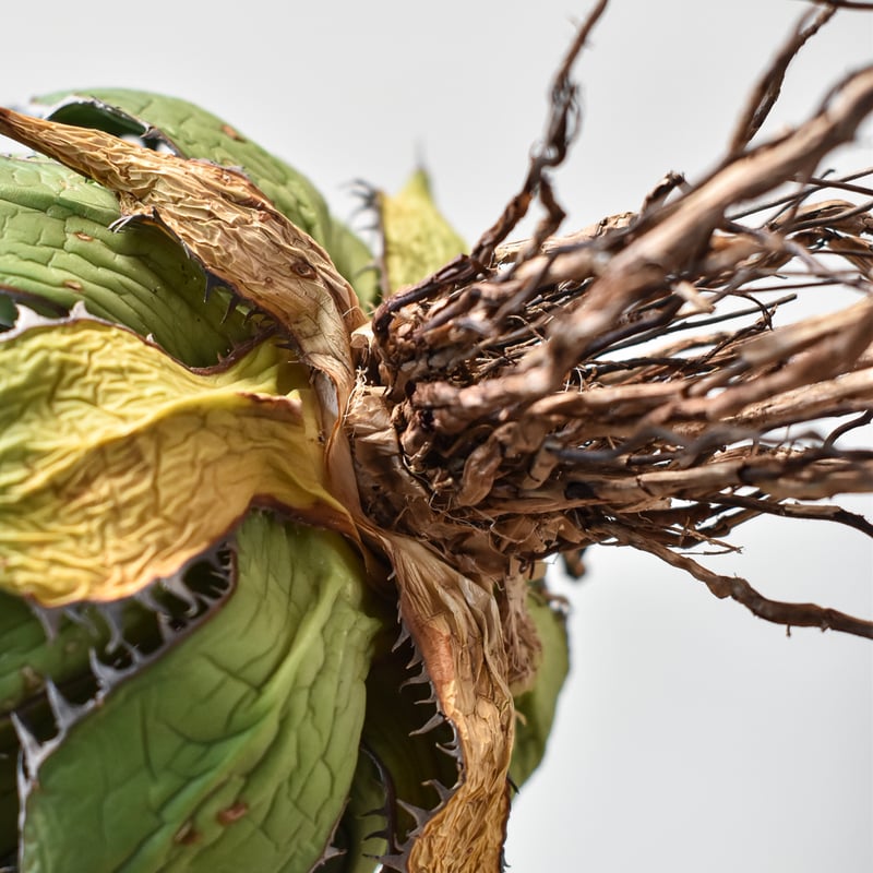 【最終値下げ】精品 狂刺霍利達 狂棘ホリダ 台湾Dragon Agave産 アガベ ホリダ 