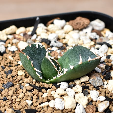 CATEGORY チタノタ南アフリカダイヤモンド/SAD | RAFLUM / ラフラム