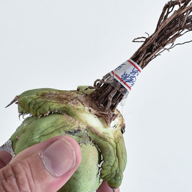 アガベ チタノタ 