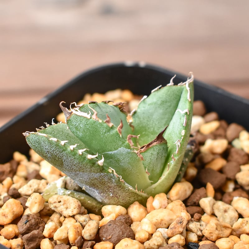 アガベ チタノタ 