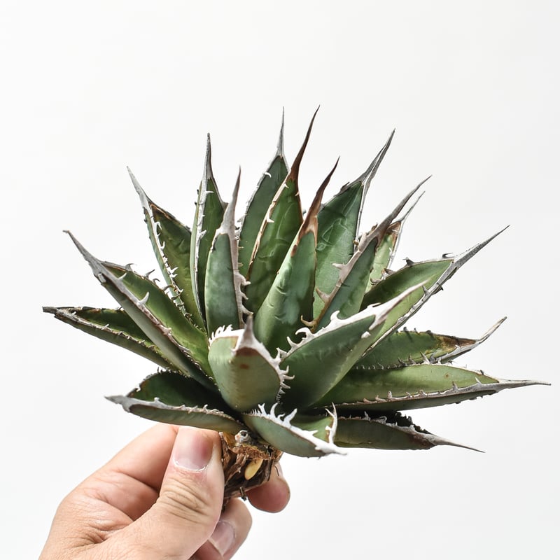 羅本製所 Robin agave baby x THORアガべ 羅本製所 Robin