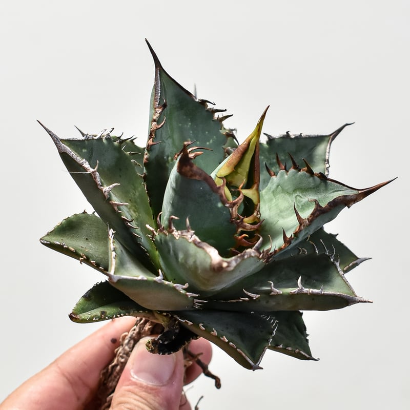 アガベ チタノタ 