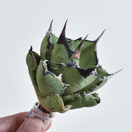 CATEGORY アガベ チタノタ 蠻牛 | RAFLUM / ラフラム｜東京、大阪の