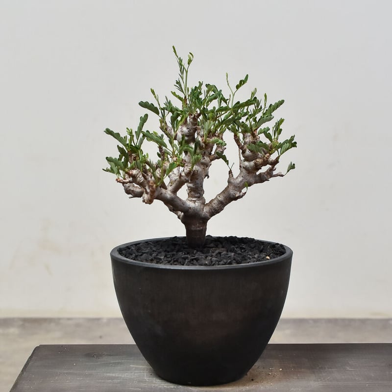 センナ メリディオナリス （発根済み）RF231521 | RAFLUM