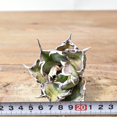 アガベ チタノタ 精品ブラックアンドブルー / 精品BB 精品藍球 【台湾 dragon agave産/中株/抜き苗】A43