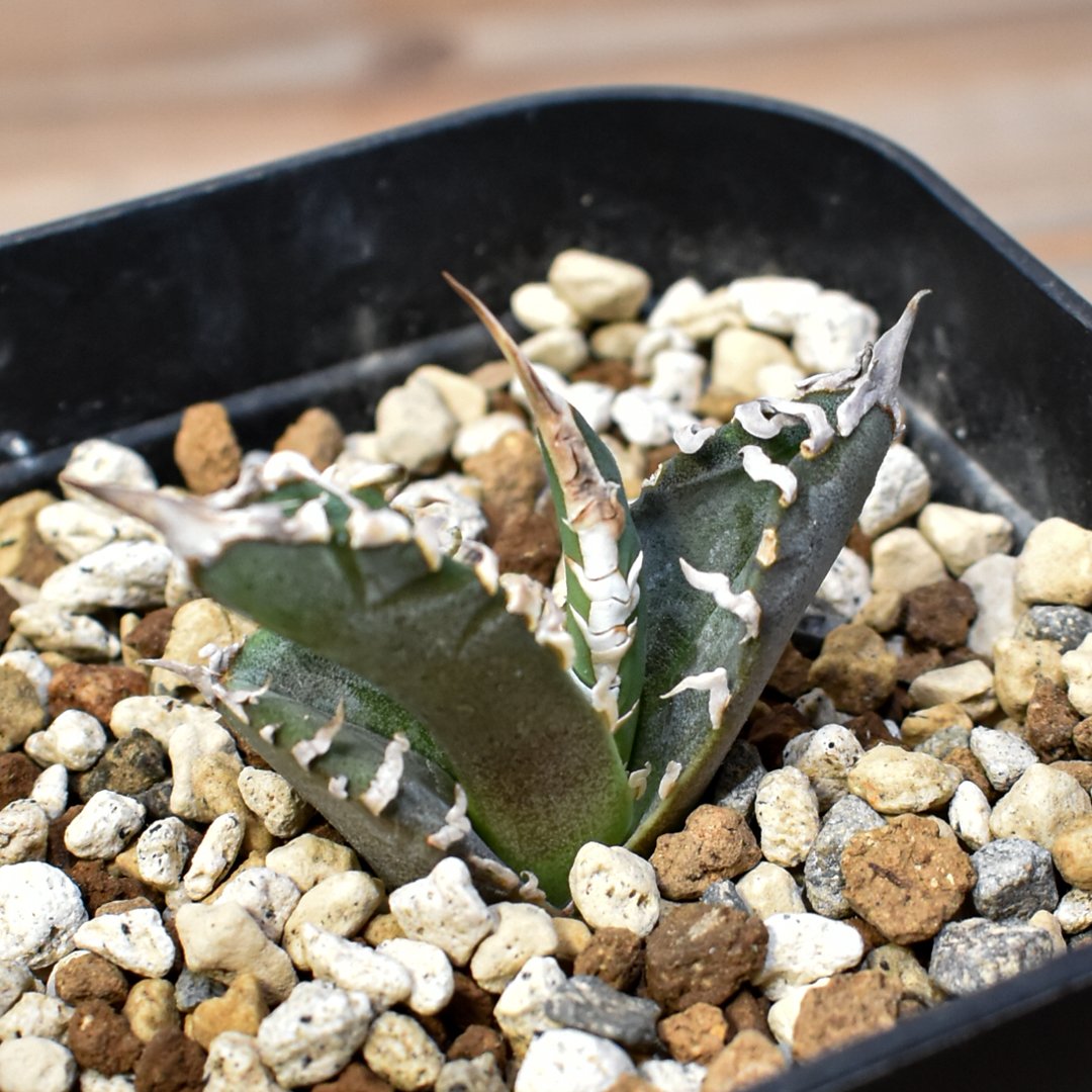 台湾ゴジラ アガベ・チタノタ 台湾GODZILLA アガベ チタノタ 台湾ゴジラ / TG-01 | アガベ専門店 モンスターハウス