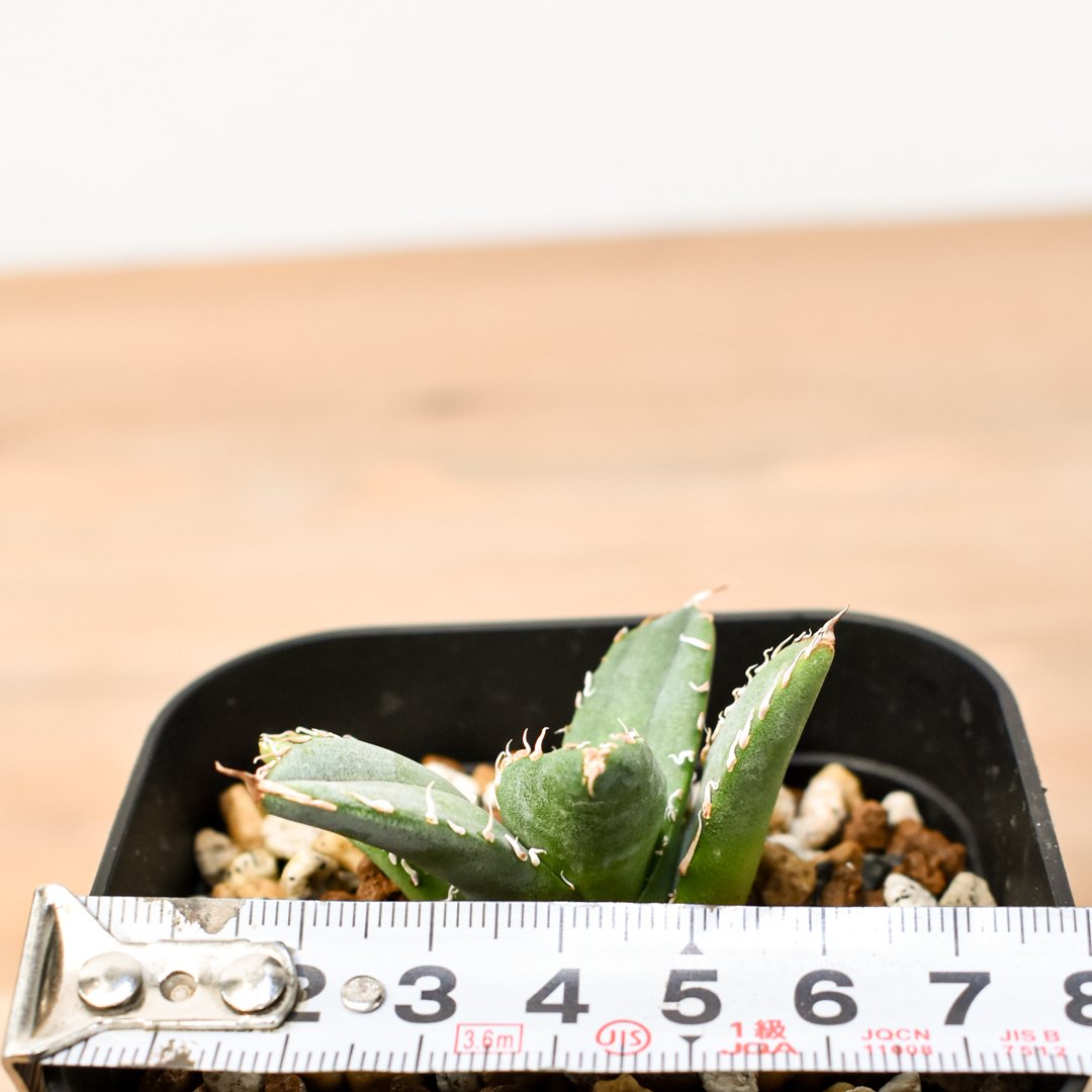 アガベ　Berlin産　皇冠　直子　② アガベ・チタノタ 皇冠(台湾Lize産)-006｜agave titanota Crown |