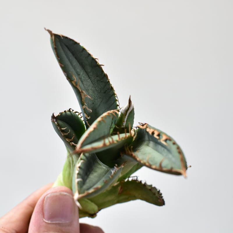 RAFLUM特選】アガベ チタノタ 