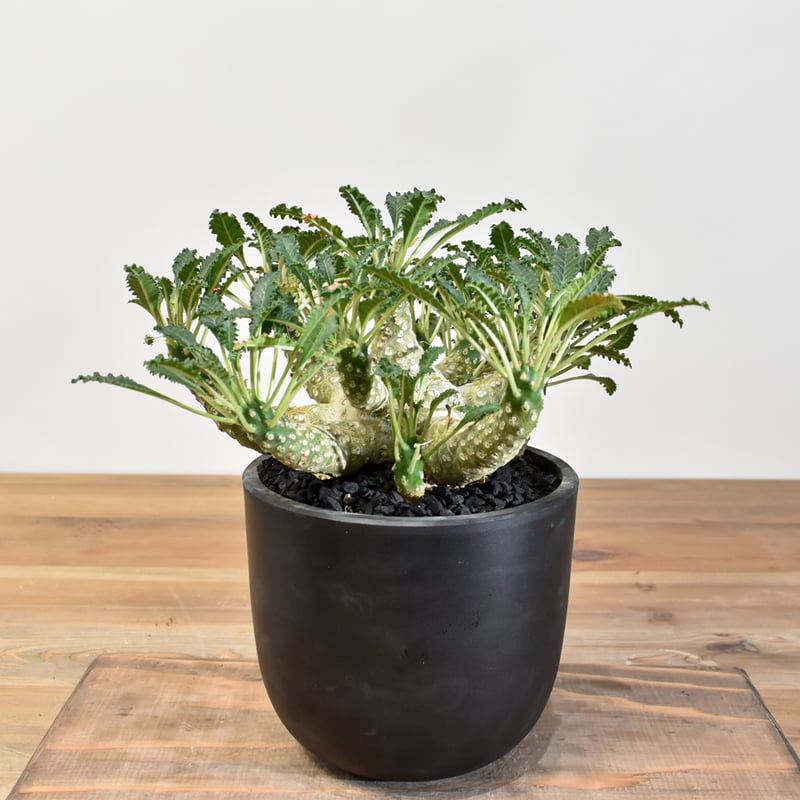 ドルステニア ラブラニー 【発根済み】RFKN25010877 | RAFLUM / ラフラ