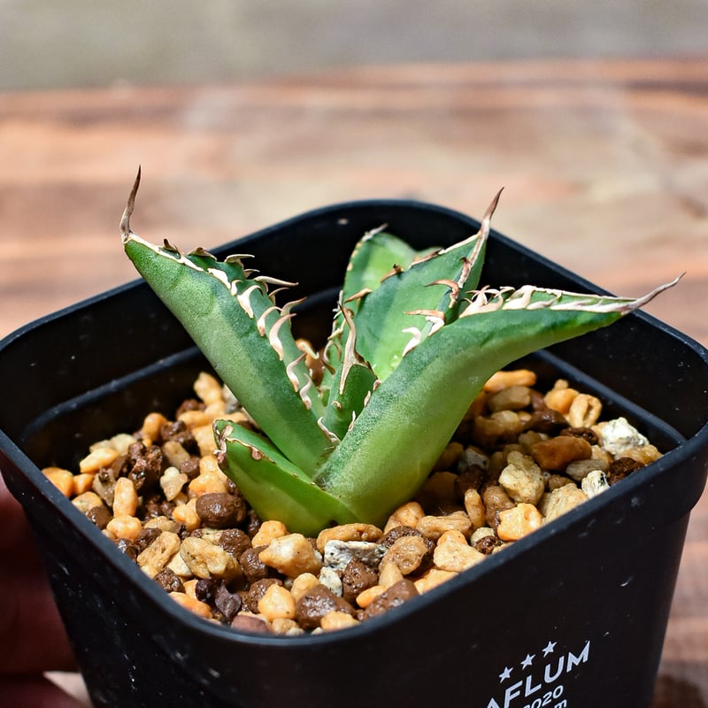 【親株出品】 アガベ チタノタ 縞斑 乱斑 縞斑 黄色・黄緑斑入り トップ長め 親株出品】 アガベ チタノタ 縞斑 乱斑 縞斑 黄色・黄緑斑入り トップ長め