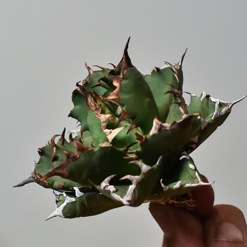 アガベ チタノタ ドワーフ 