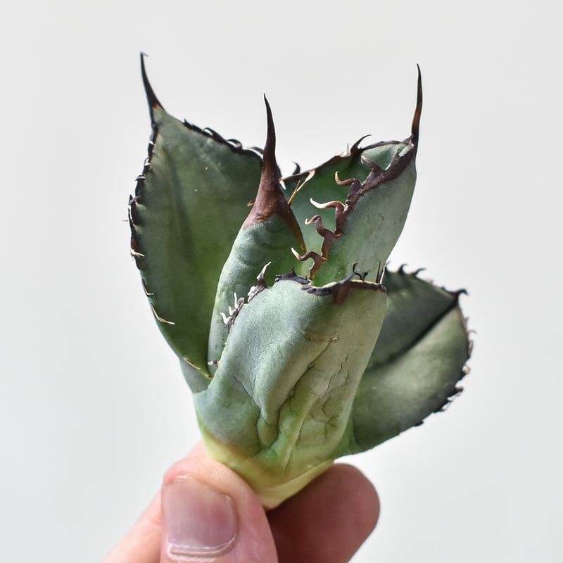 アガベ チタノタ スペード 