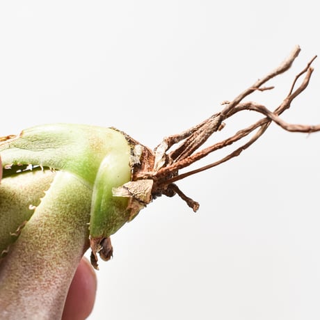 アガベ チタノタ  DENNIS040 "キングアーサー同血統"  【台湾産/抜き苗/子株】B DS2400521