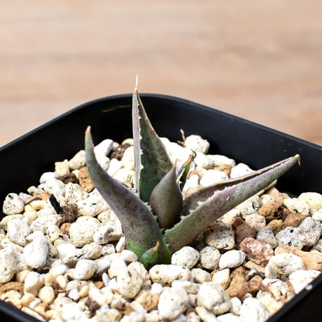 アガベ ハイブリット "邪霊" (特白肌怒雷神×血妖) 【台湾botanical_seeker産】RF25012014