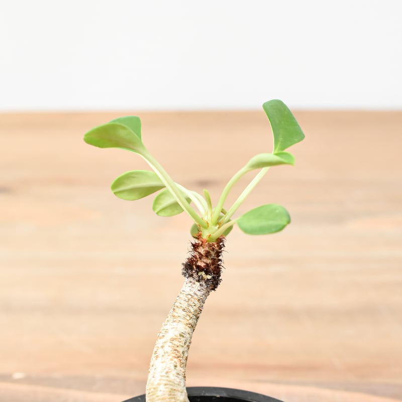 ユーフォルビア ラメナ【発根済み】RFKN25011195 | RAFLUM / ラフラム