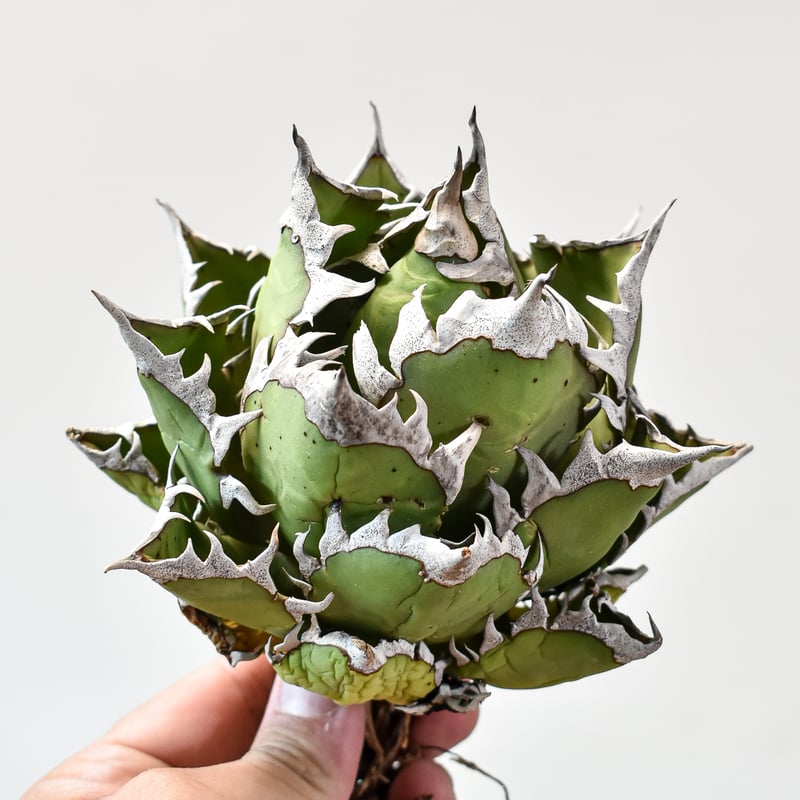 アガベ チタノタ 