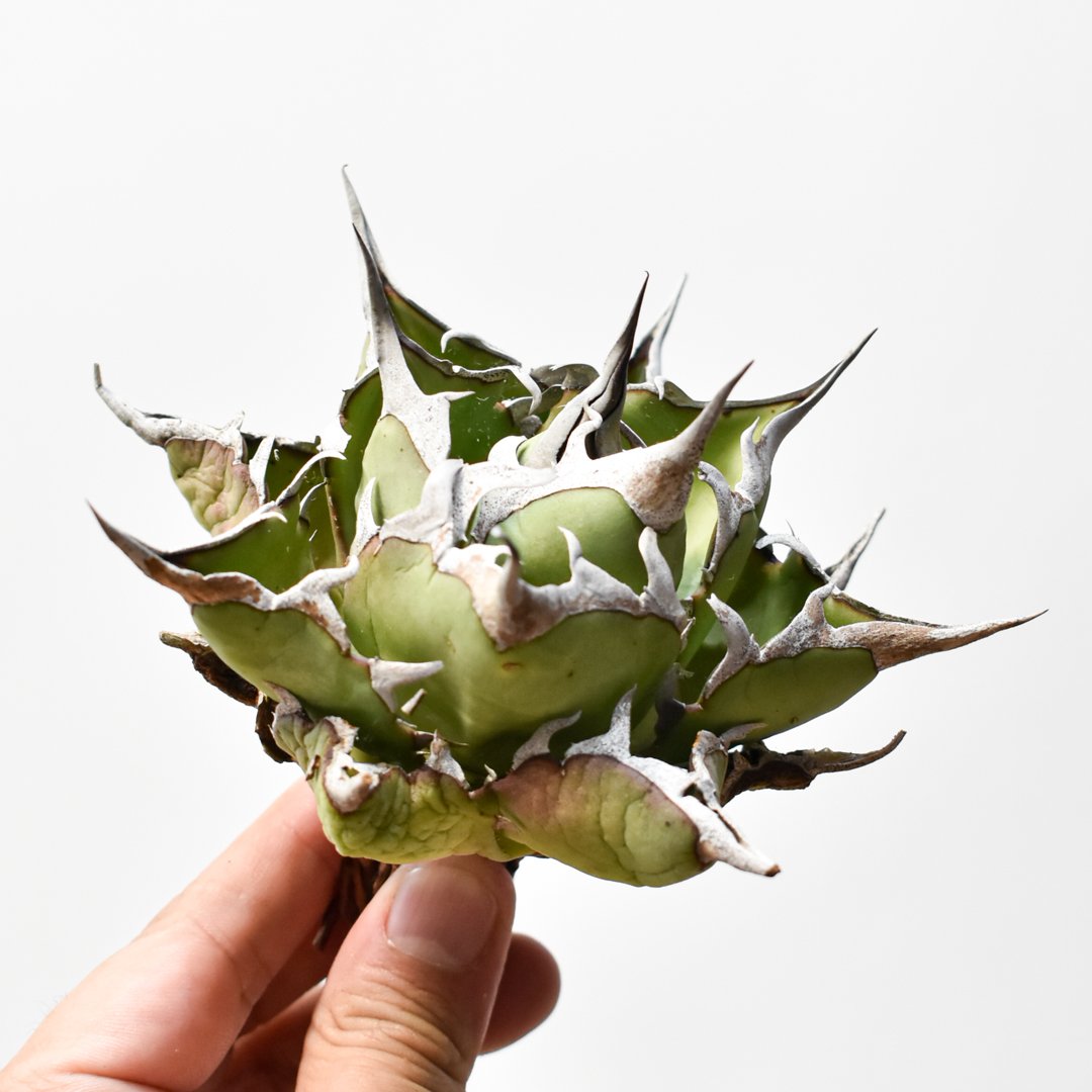 アガベ チタノタ 