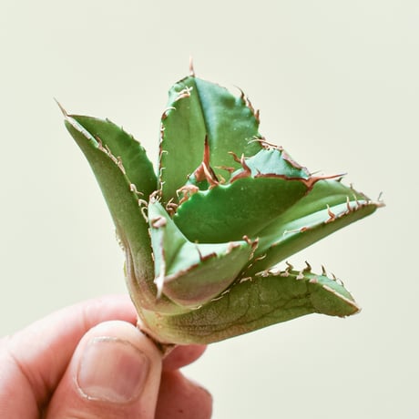 アガべ チタノタ  "大黄蜂" 【台湾 dragon agave産/子株/抜き苗】DG25010714