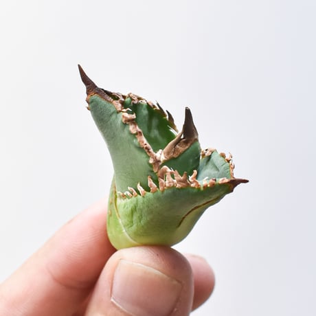 CATEGORY アガベ チタノタ タンク/担克 | RAFLUM / ラフラム｜東京