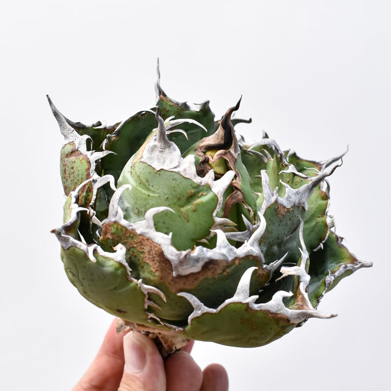 アガベ チタノタ “精品老白鯨” 【台湾 dragon agave産/抜き苗/中株