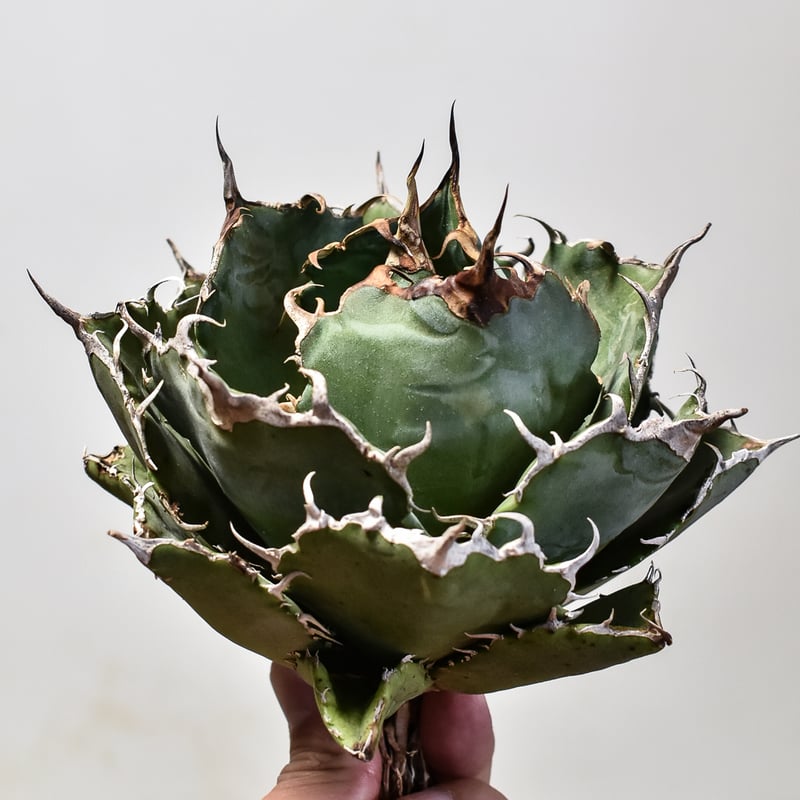 アガベ チタノタ 白鯨 