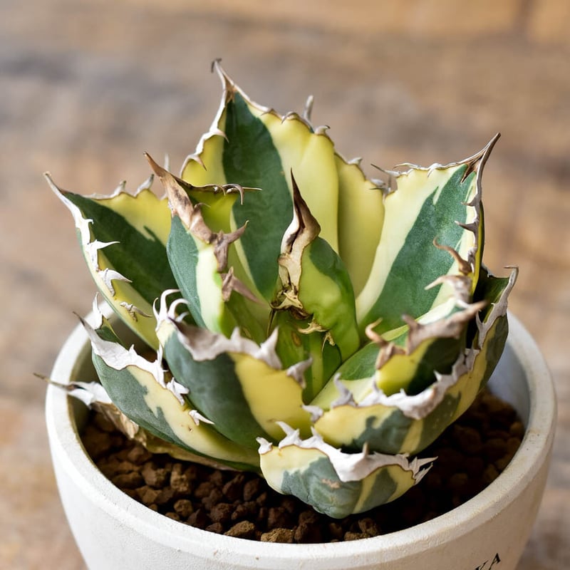 アガベ チタノタ スナグルトゥース【存在感抜群の大人気株！なかなか