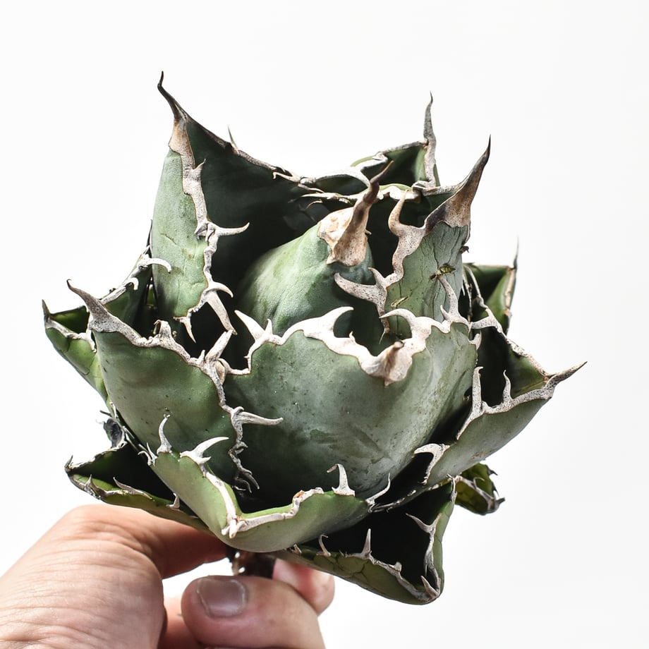 674589461c5df003bbce887d