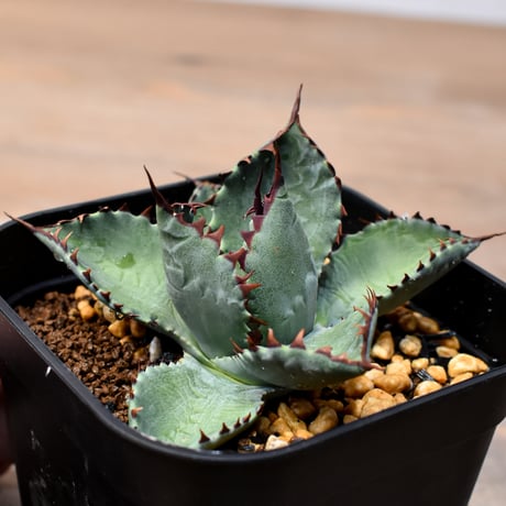 アガベ ハイブリット （パラサナ、イシスメンシス）×曙光【台湾botanical_seeker産】B
