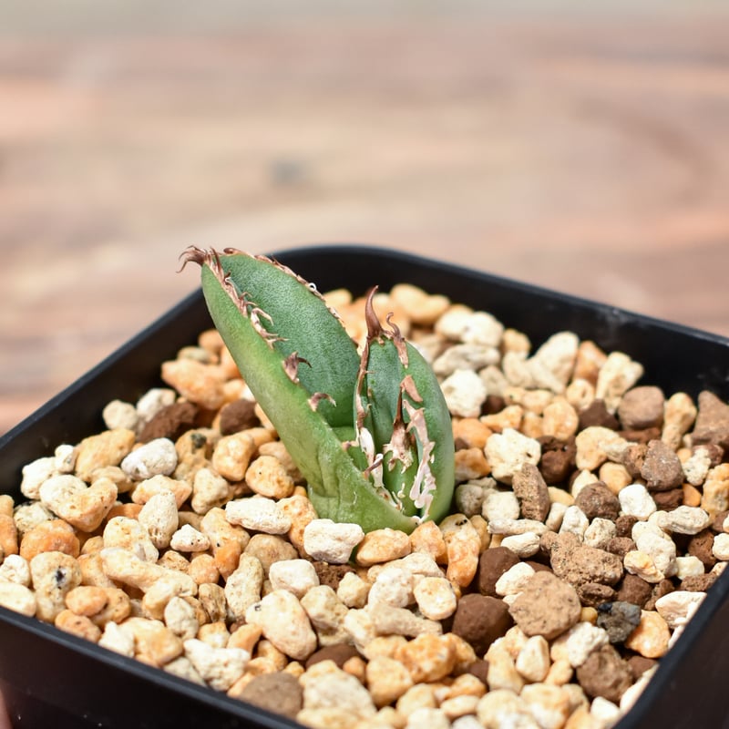 アガベ チタノタ 