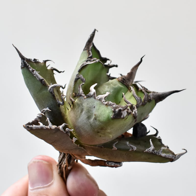 アガベ チタノタ シーザー / 凱撒 【台湾 dragon agave産/TC子株/抜き