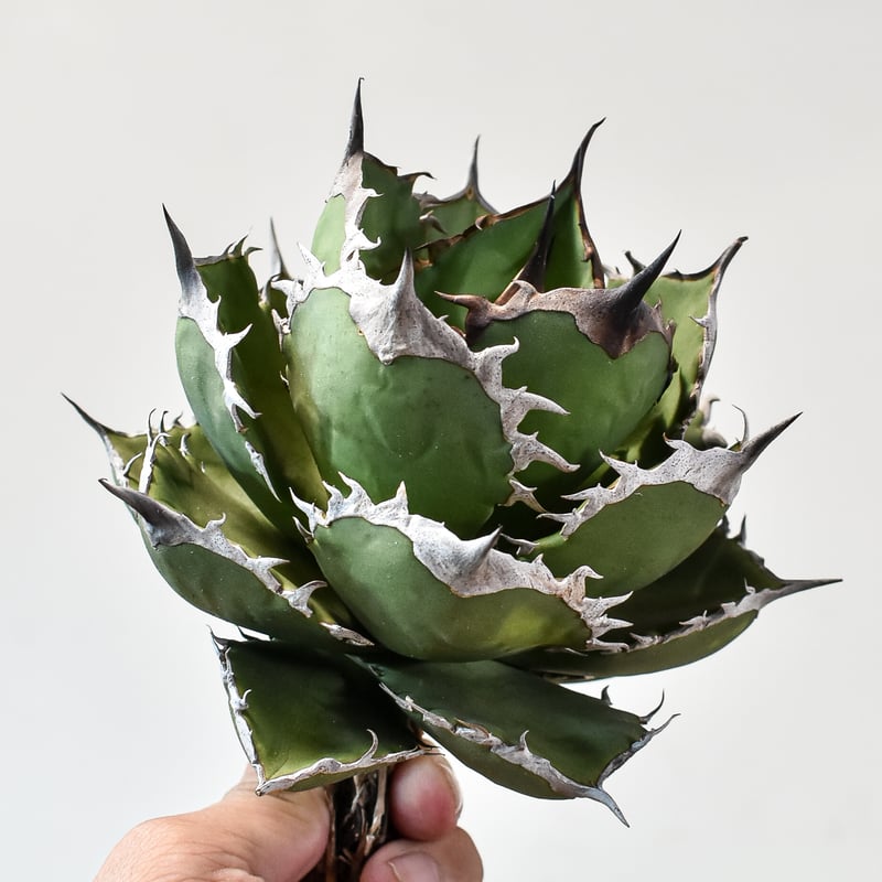 アガベ チタノタ シャークソード 