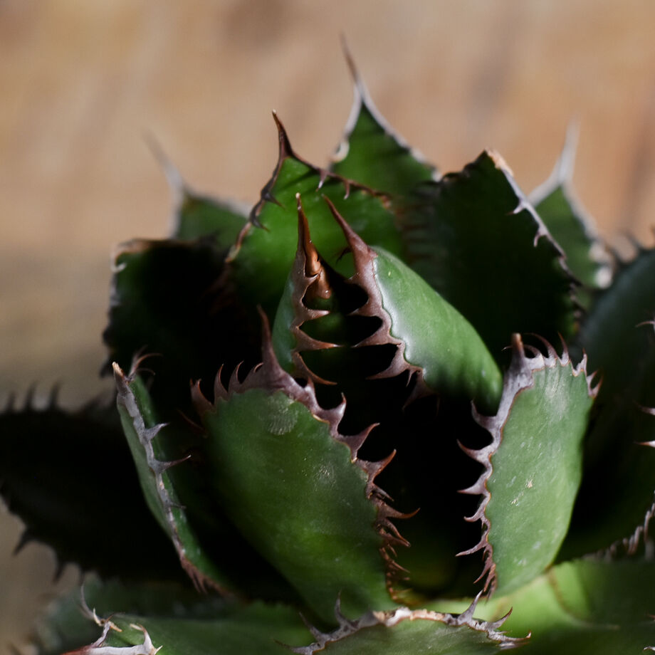 超特大 アガベ ホリダ　US輸入株　引き取り限定 超特大 アガベ ホリダ US輸入株 引き取り限定