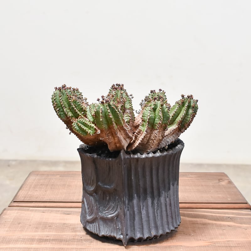 ユーフォルビア バリダ×ホリダ【発根済み】HK2400539(T) | RAFLUM