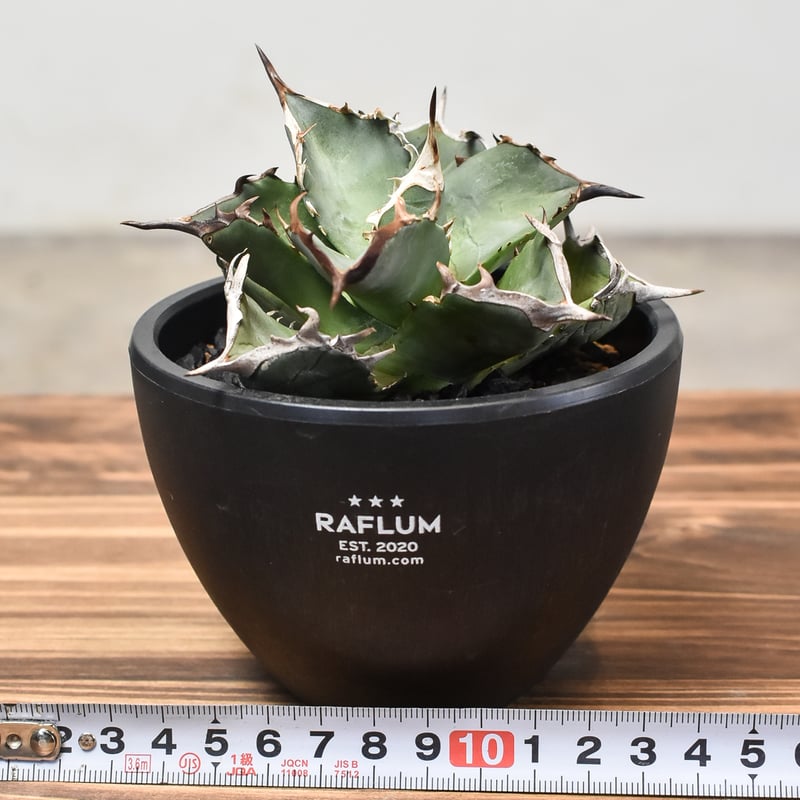 アガベ チタノタ 阿修羅 台湾産 親株 阿修羅丸 強棘 包葉 OC株 発根済み アガベ チタノタ アガベ チタノタ “阿修羅” “阿修羅丸” (発根